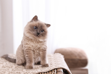 Photo of Birman cat on wicker chest at home, space for text. Cute pet