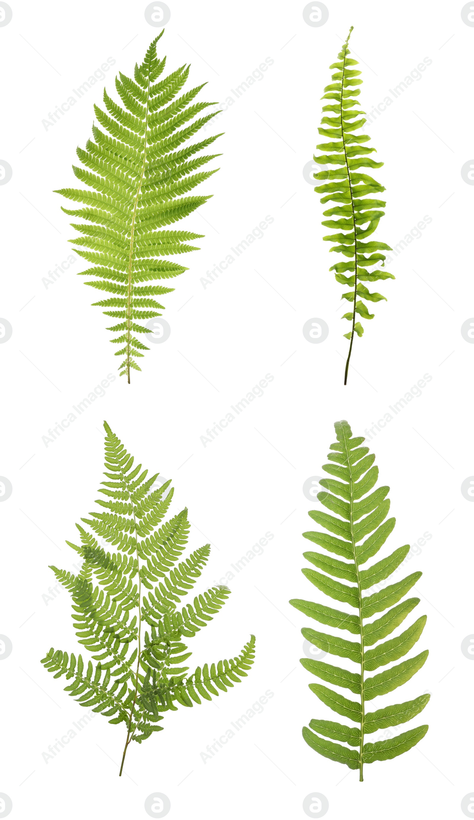 Image of Set with beautiful fern leaves on white background 