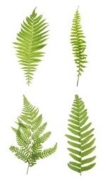 Image of Set with beautiful fern leaves on white background 