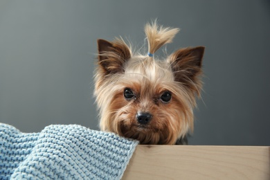 Photo of Yorkshire terrier in wooden crate on grey background. Happy dog
