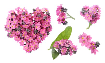 Set with beautiful tender forget me not flowers on white background