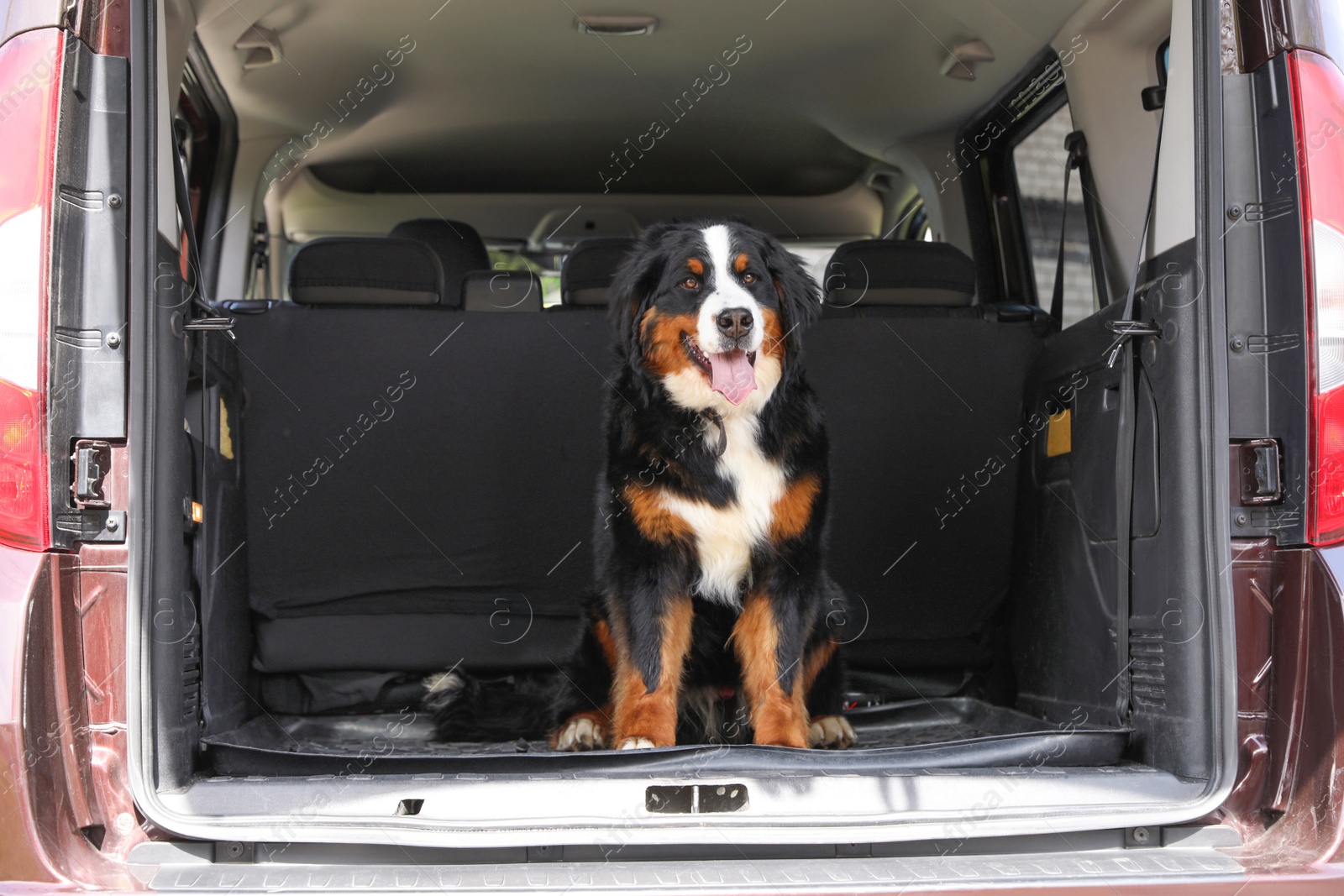 Photo of Bernese mountain dog in car trunk, space for text