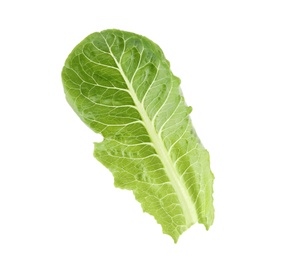 Fresh leaf of salad greens on white background