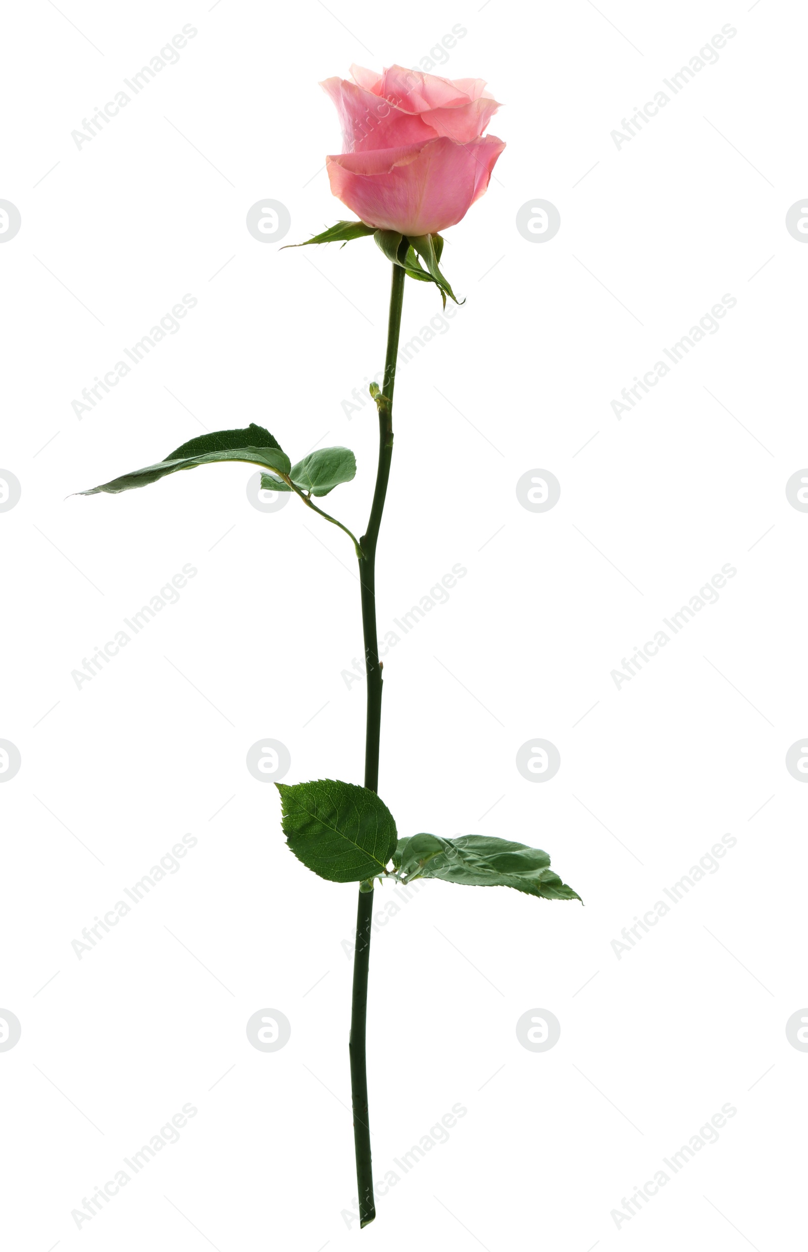 Photo of Beautiful pink rose on white background. Perfect gift