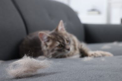 Photo of Cute cat and pet hair on grey sofa indoors, selective focus