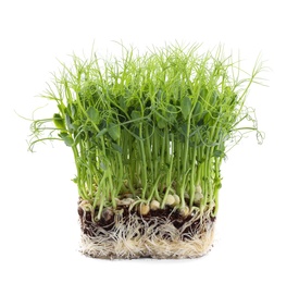 Fresh organic microgreen seeds on white background