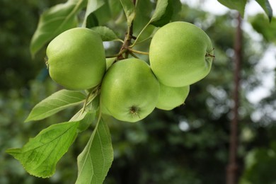 Photo of Green apples and leaves on tree branch in garden, closeup