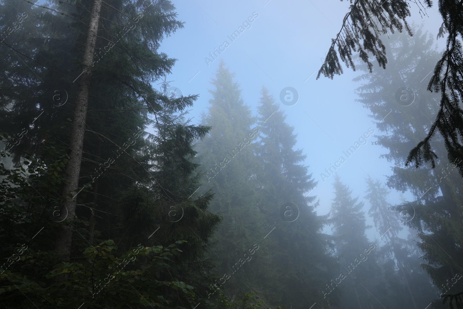 Photo of Beautiful coniferous trees and bushes in forest on foggy day