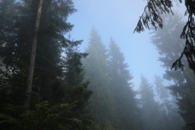 Photo of Beautiful coniferous trees and bushes in forest on foggy day