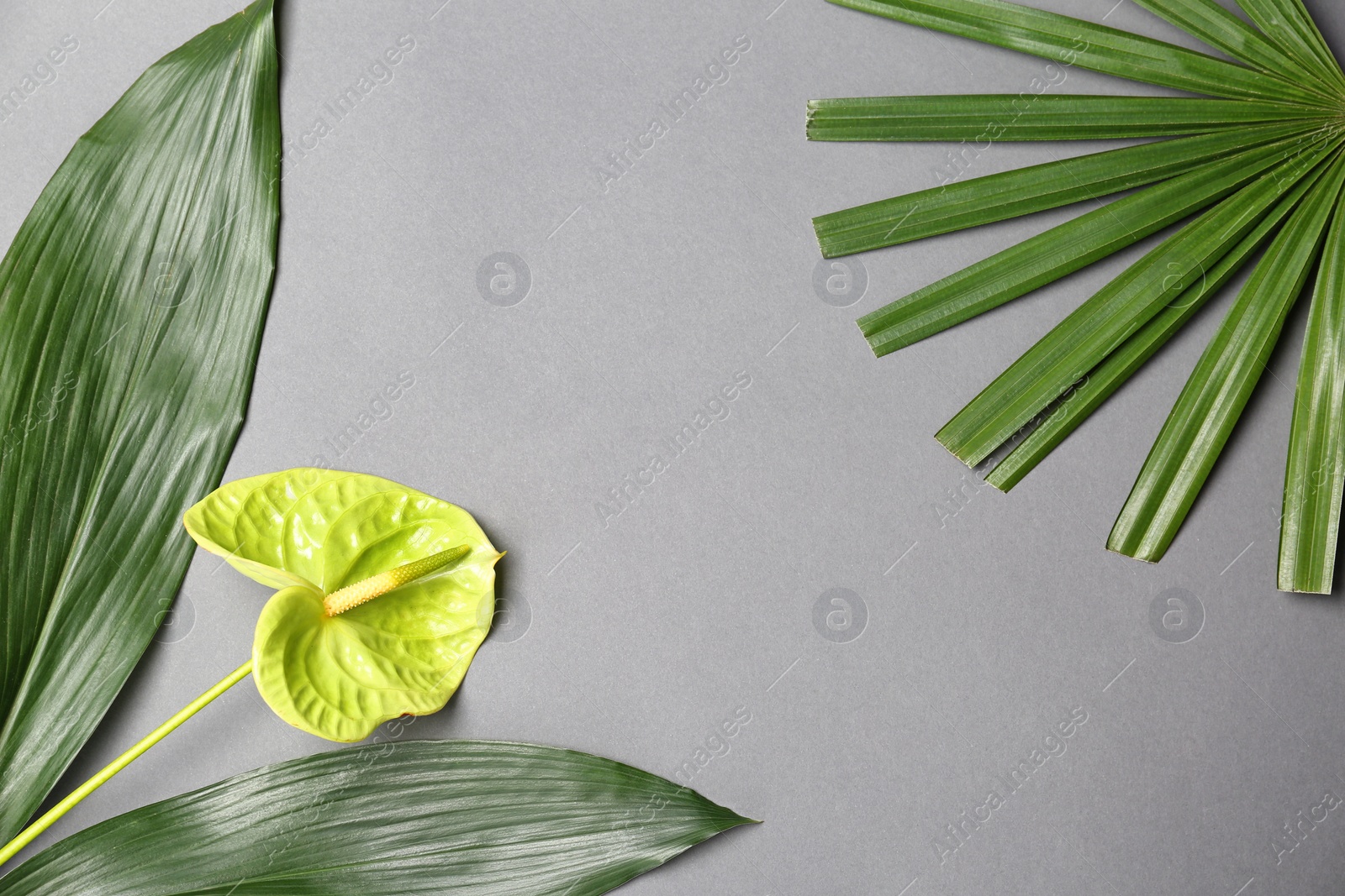 Photo of Creative composition with anthurium flower and tropical leaves on gray background, flat lay