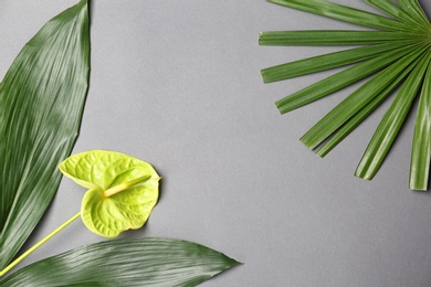 Creative composition with anthurium flower and tropical leaves on gray background, flat lay