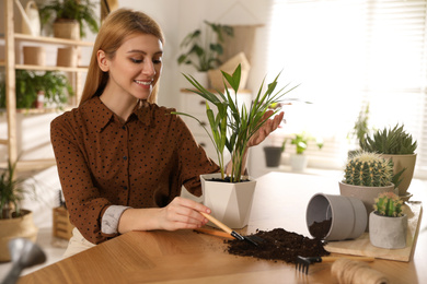 Young woman potting beautiful plant at home. Engaging hobby