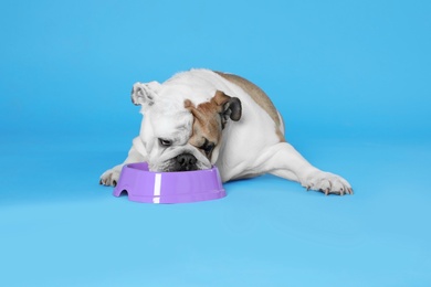 Photo of Adorable funny English bulldog with feeding bowl on light blue background