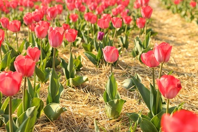 Field with fresh beautiful tulips. Blooming spring flowers