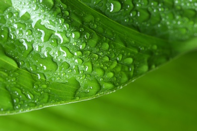 Photo of Macro view of water drops on green leaf