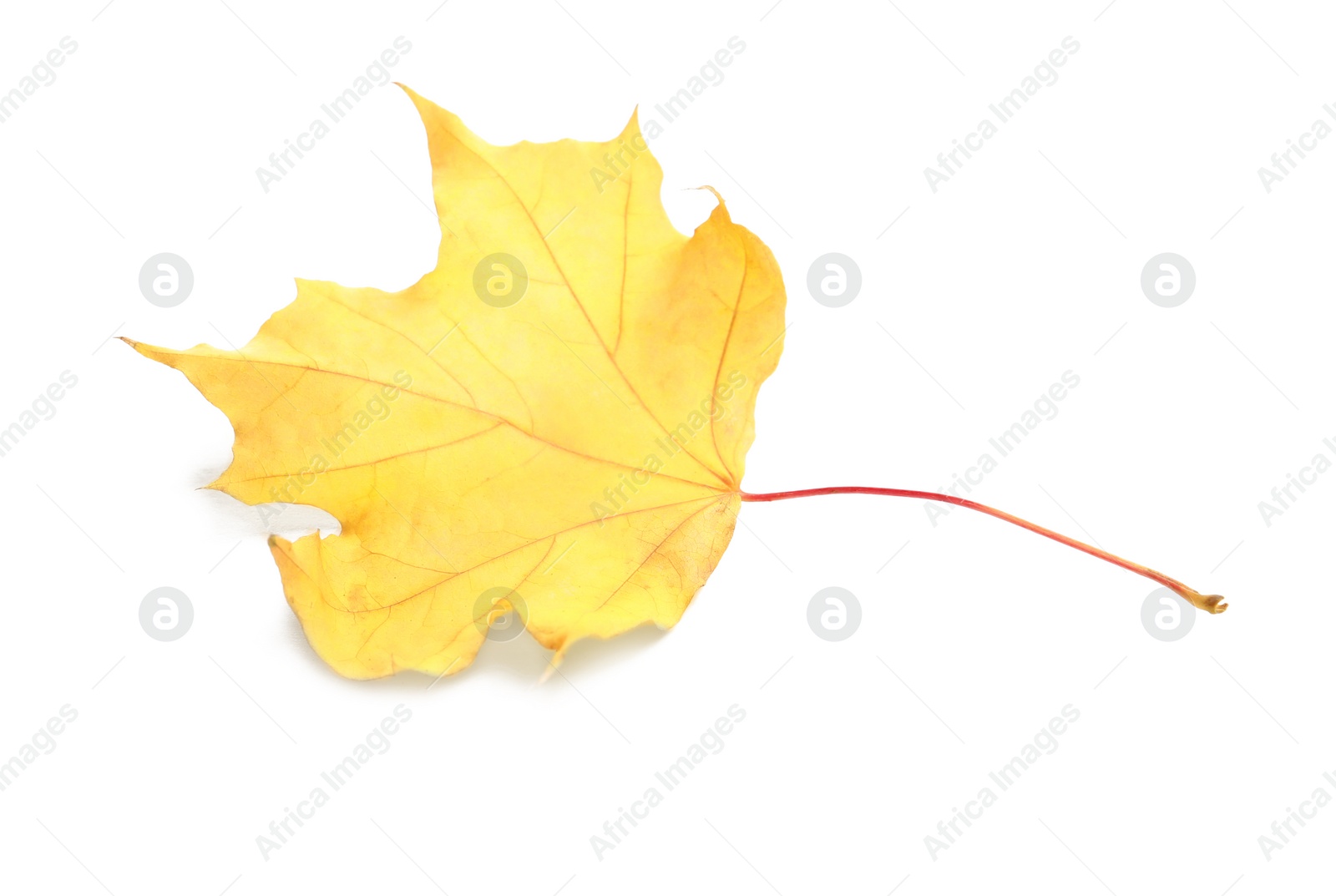 Photo of Beautiful autumn leaf on white background. Fall foliage