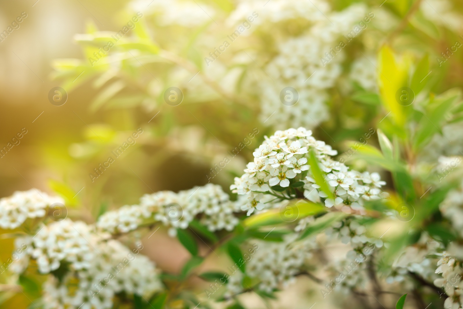 Photo of Beautiful spiraea shrub with white blossoms on sunny day, closeup and space for text. Spring season