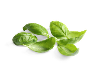 Fresh green basil leaves isolated on white