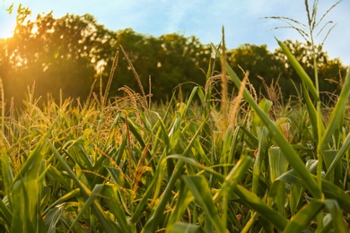 Beautiful view of corn growing in field on sunny day