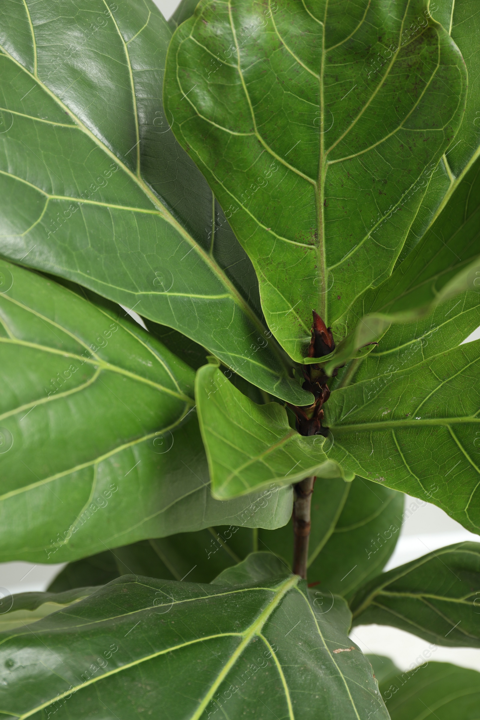 Photo of Fiddle Fig or Ficus Lyrata plant with green leaves on light background, closeup