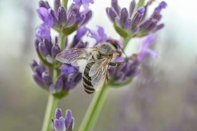 Photo of Honeybee collecting nectar from beautiful lavender flower outdoors, closeup