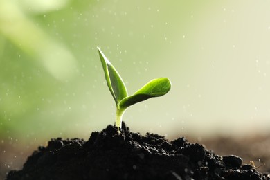 Young vegetable seedling growing in soil outdoors