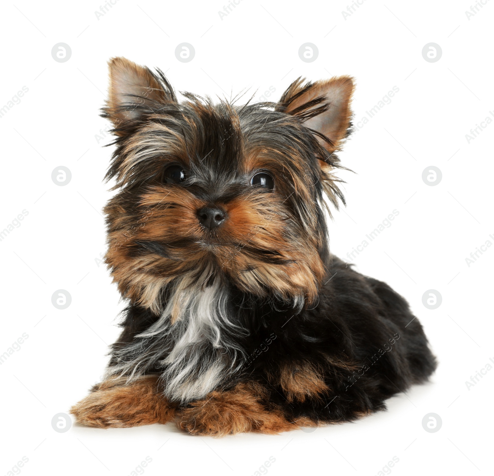 Photo of Cute Yorkshire terrier puppy on white background. Happy dog