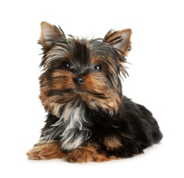 Photo of Cute Yorkshire terrier puppy on white background. Happy dog