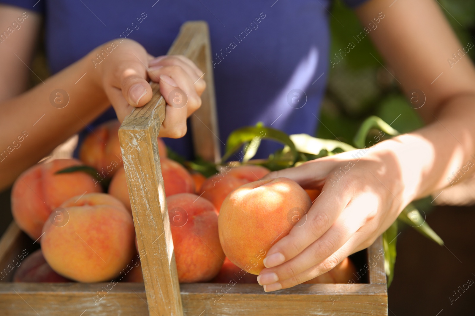 Photo of Woman holding wooden basket with ripe peaches outdoors, closeup