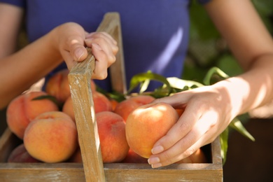 Woman holding wooden basket with ripe peaches outdoors, closeup