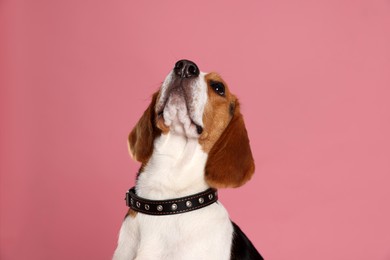 Photo of Adorable Beagle dog in stylish collar on pink background