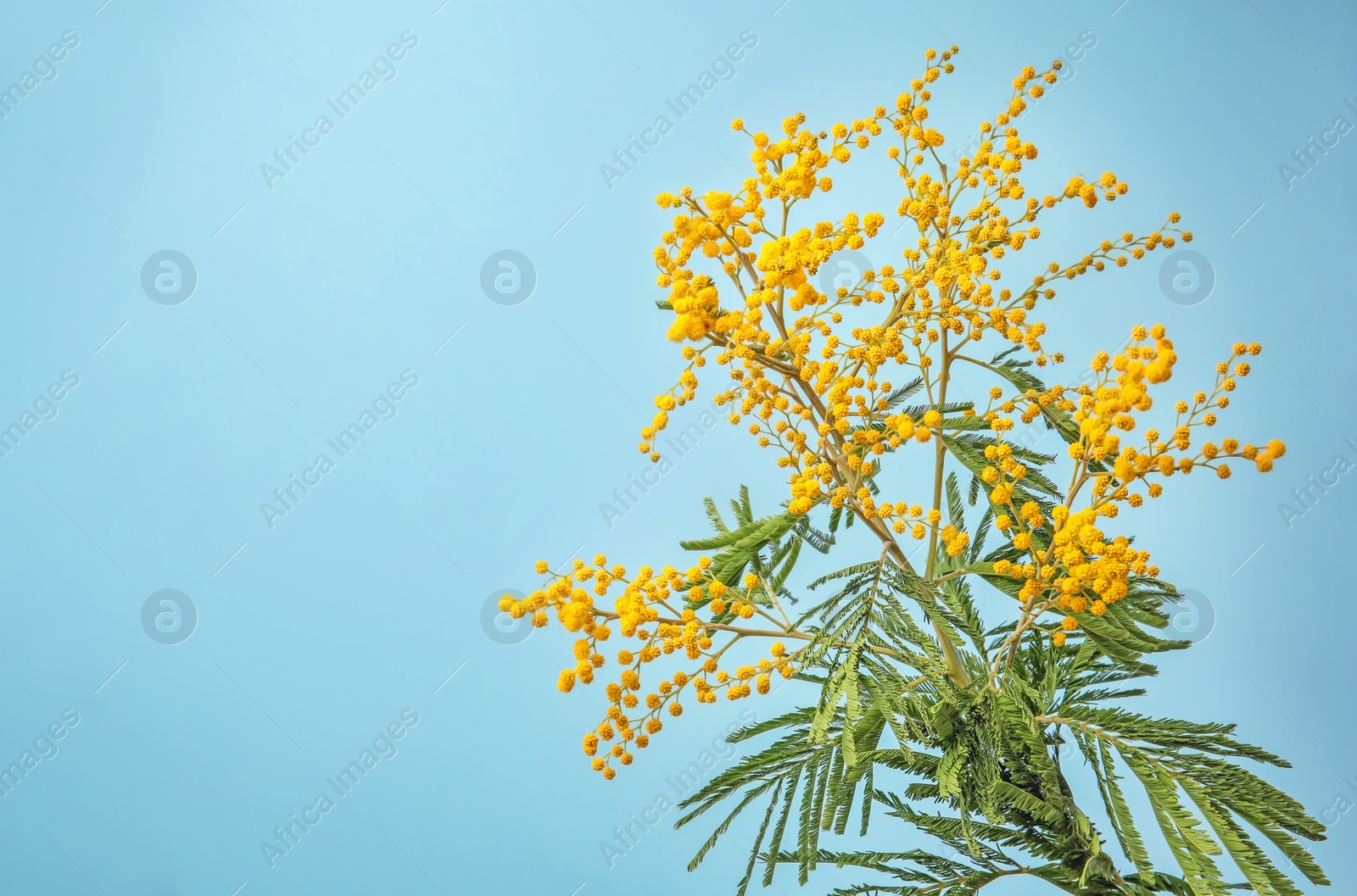 Photo of Beautiful mimosa flowers on color background