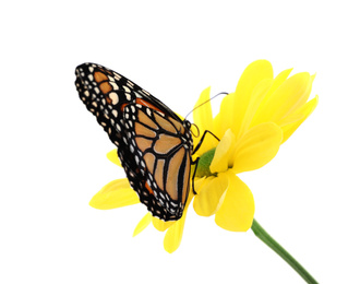 Flower with beautiful monarch butterfly isolated on white
