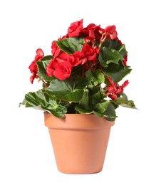 Begonia flower in terracotta pot isolated on white