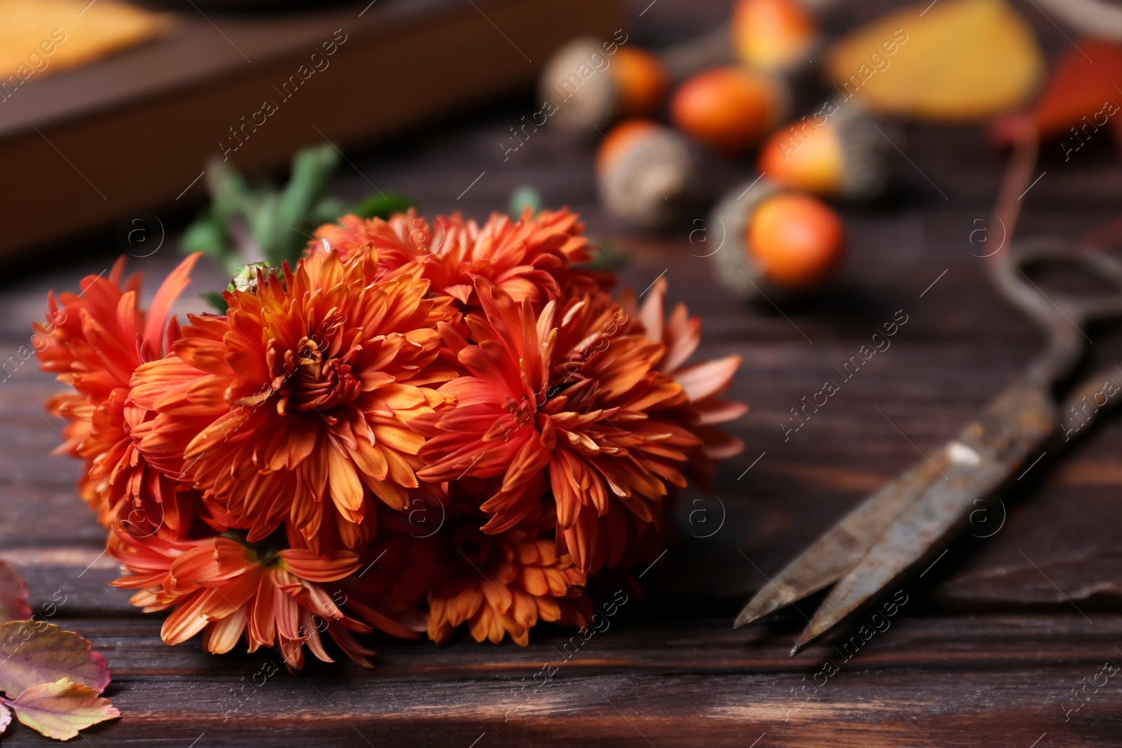 Photo of Beautiful chrysanthemum flowers on wooden table, closeup