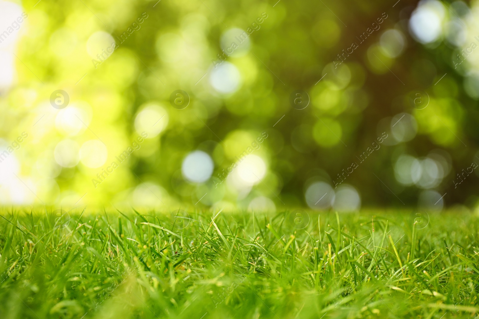 Image of Beautiful lawn with green grass on sunny day. Bokeh effect