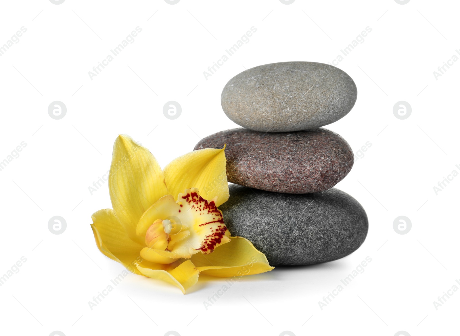 Photo of Spa stones and beautiful orchid on white background