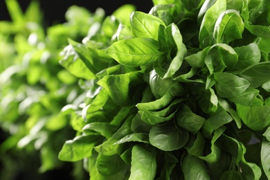 Photo of Fresh green basil leaves, closeup. Culinary herb