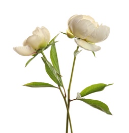 Photo of Fragrant peonies on white background. Beautiful spring flowers