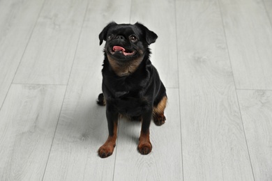 Photo of Adorable black Petit Brabancon dog sitting on wooden floor