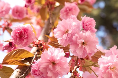 Beautiful blooming sakura outdoors on sunny spring day, closeup