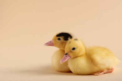 Photo of Baby animals. Cute fluffy ducklings on beige background, space for text