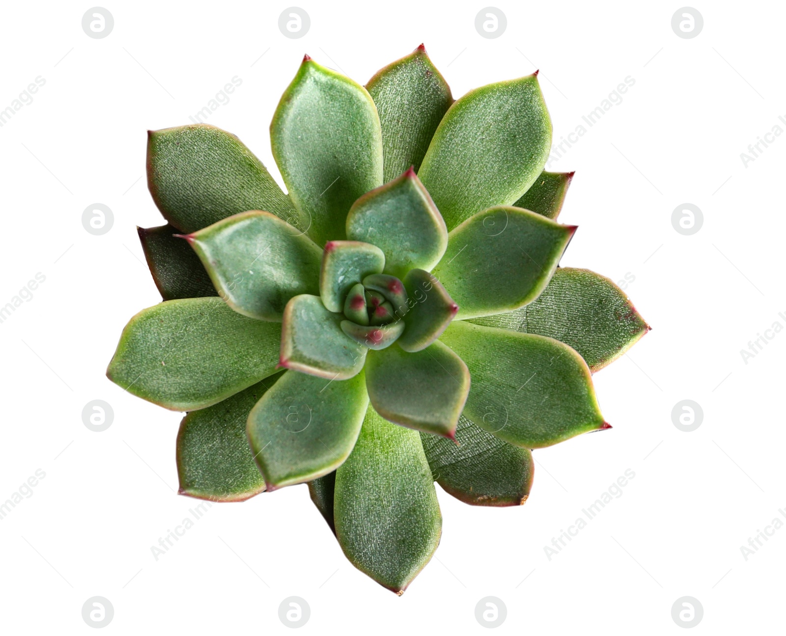 Image of Beautiful succulent on white background, top view