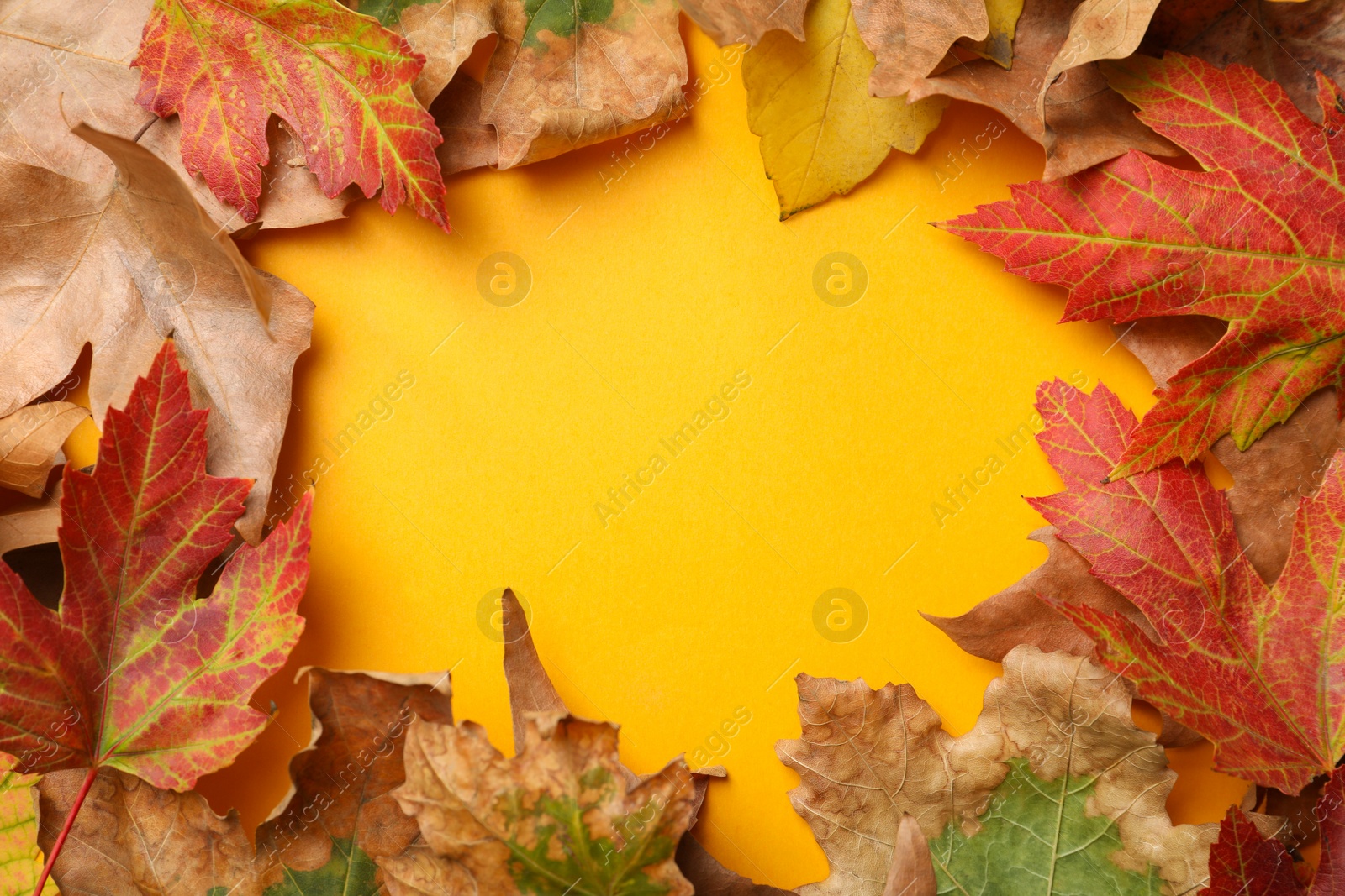 Photo of Frame of colorful autumn leaves on yellow background, flat lay. Space for text