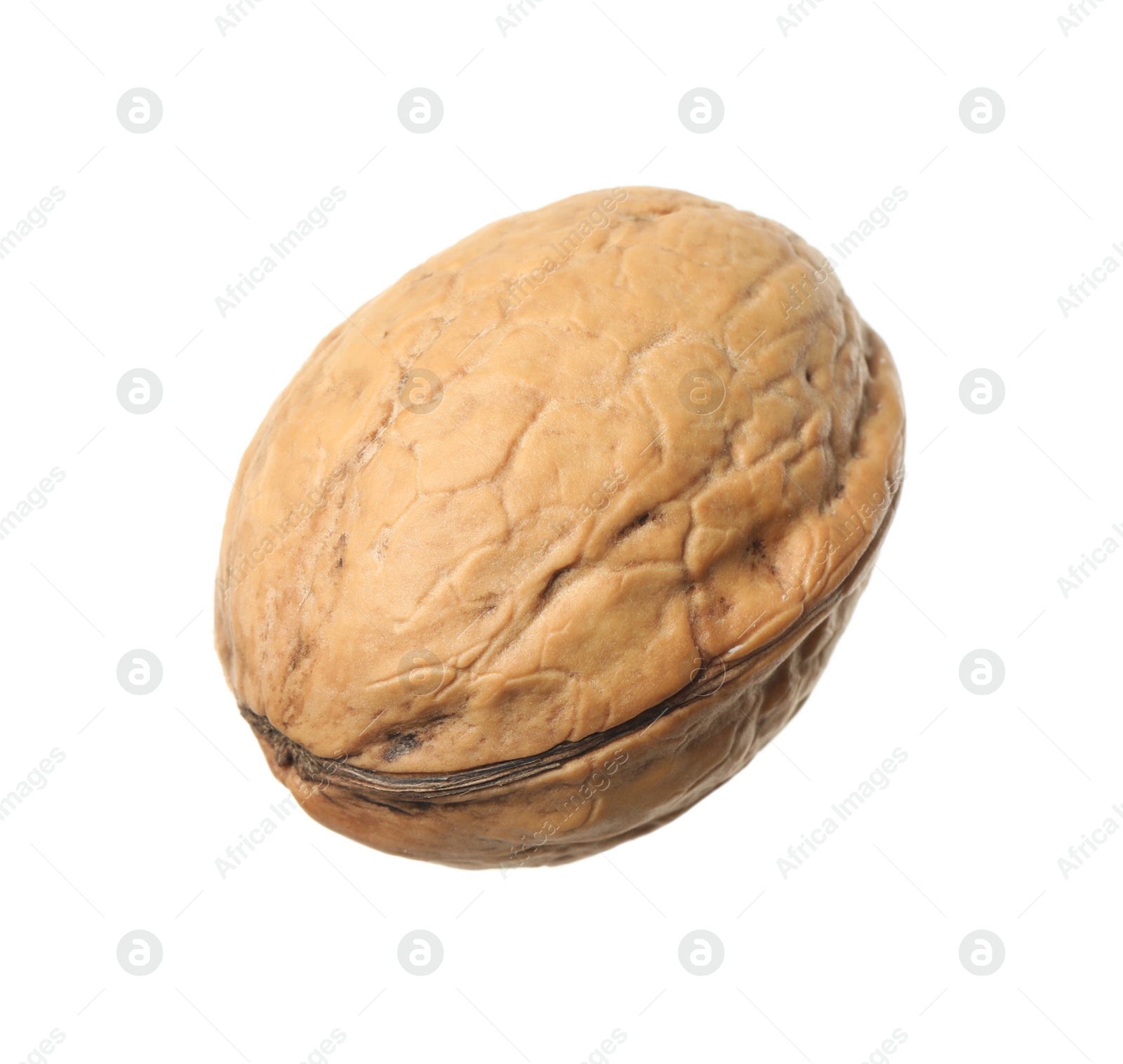 Photo of Whole walnut in shell isolated on white