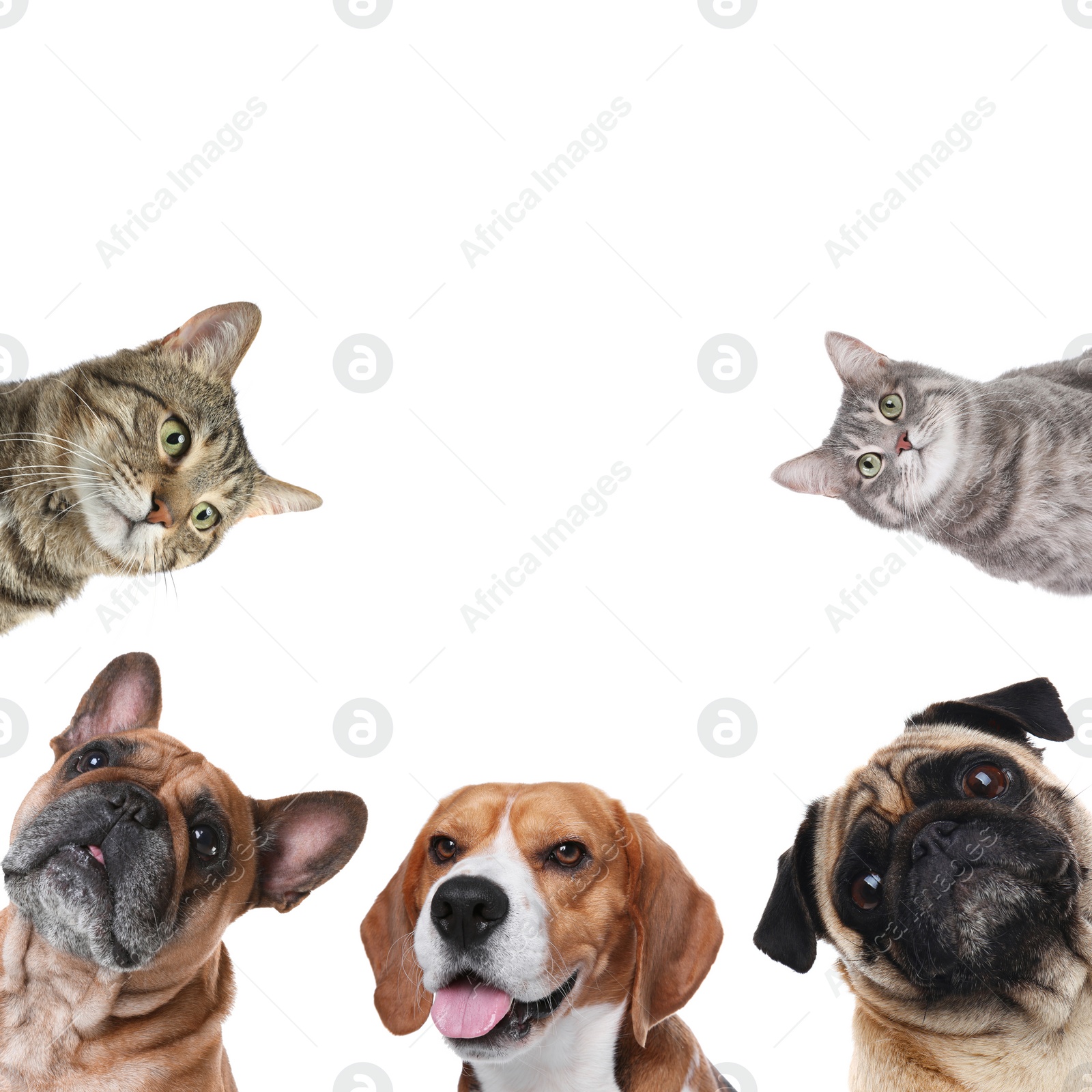 Image of Set with different cute pets on white background