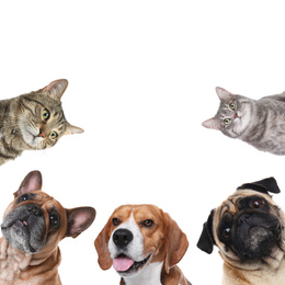 Set with different cute pets on white background