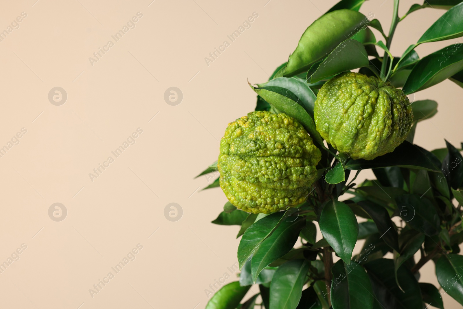 Photo of Bergamot tree with fruits on beige background. Space for text