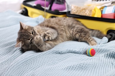 Travel with pet. Cat with rope, ball, clothes and suitcase on bed indoors