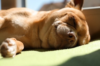 Photo of Cute small chihuahua dog sleeping on soft blanket, closeup